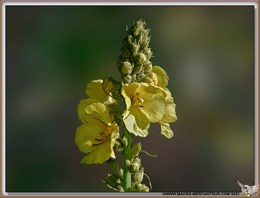 Bouillon blanc
